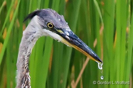 Heron Dripping_50179crop.jpg - Great Blue Heron (Ardea herodias) photographed near Lindsay, Ontario, Canada.